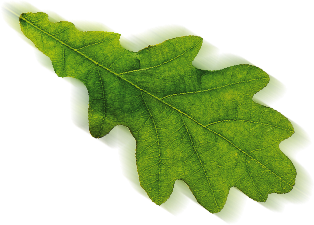 Feuille