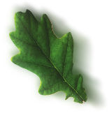 Feuille