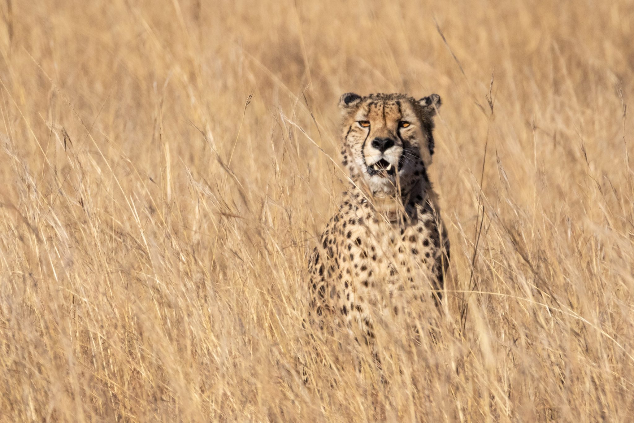 Guépard