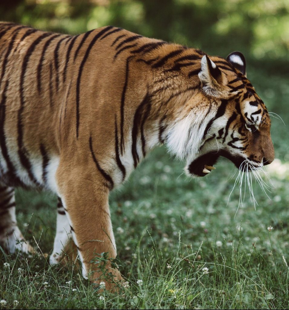 Le Tigre's Rouges Yerres Tigre