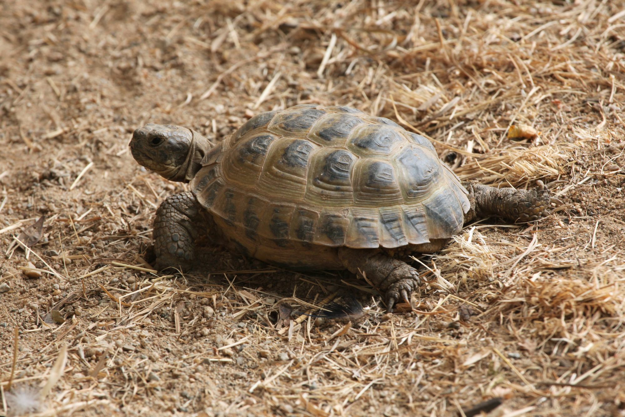 Tortue des steppes — free download