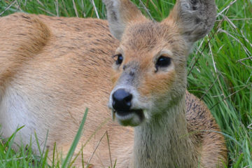 Naissance d'un cerf élaphe