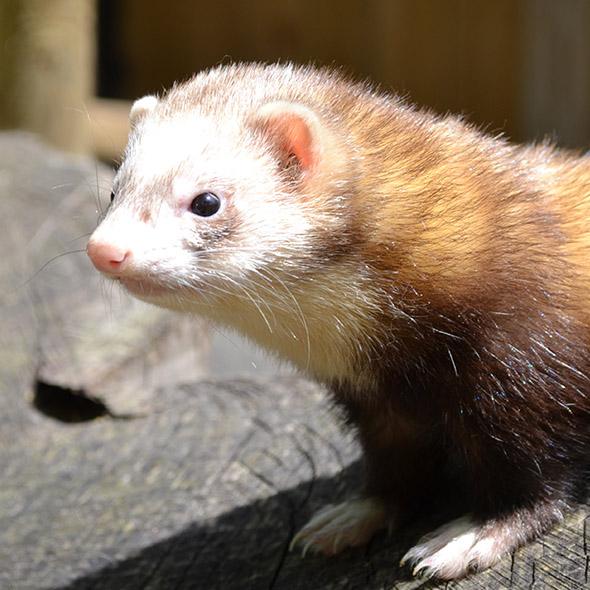 Anatomie du furet. Le furet (Mustela putorius furo), by Les furets des  Calanques, Dossier — le furet, c'est quoi ?