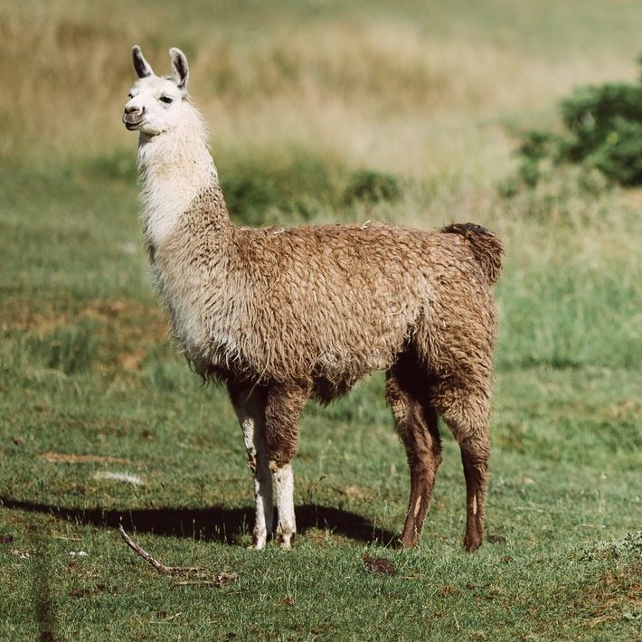 Lama