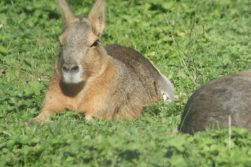 Naissance de 7 maras