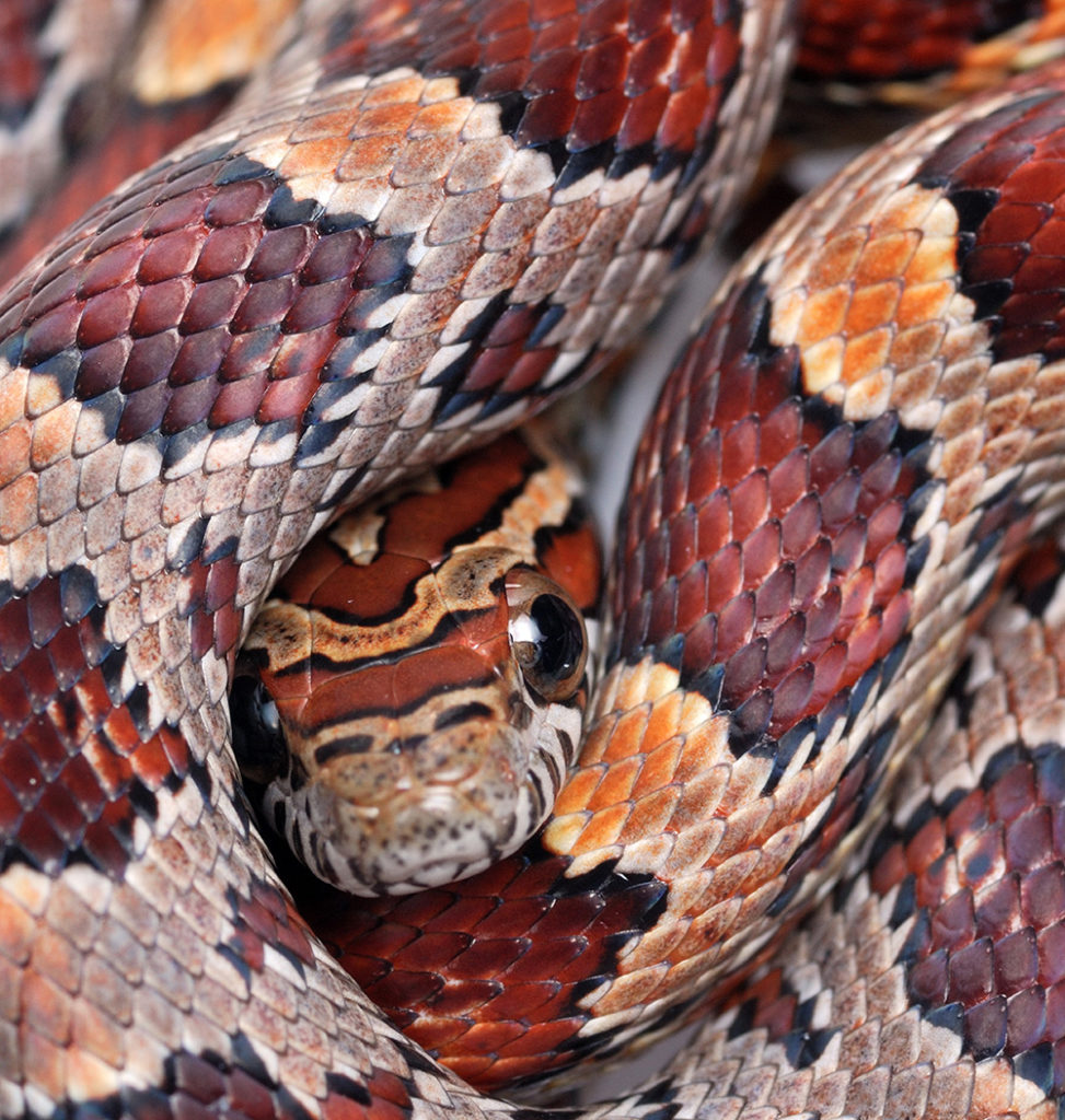 Serpent Des Bl s serpent-des-bl-s