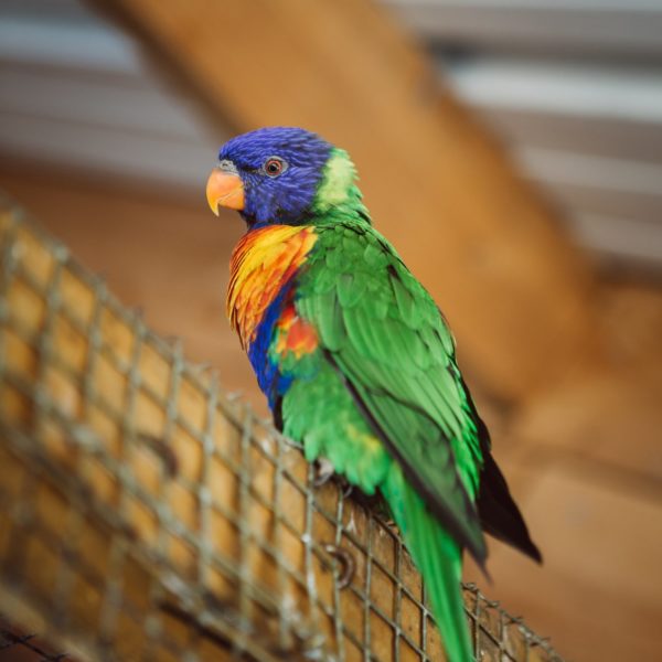 Petri