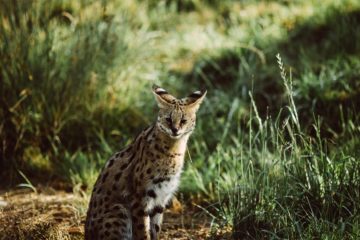 Naissance d'un mâle serval