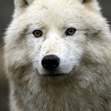 Blanca