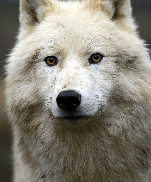 Blanca