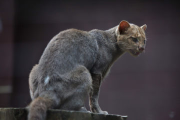 Arrivée de 2 femelles jaguarondis